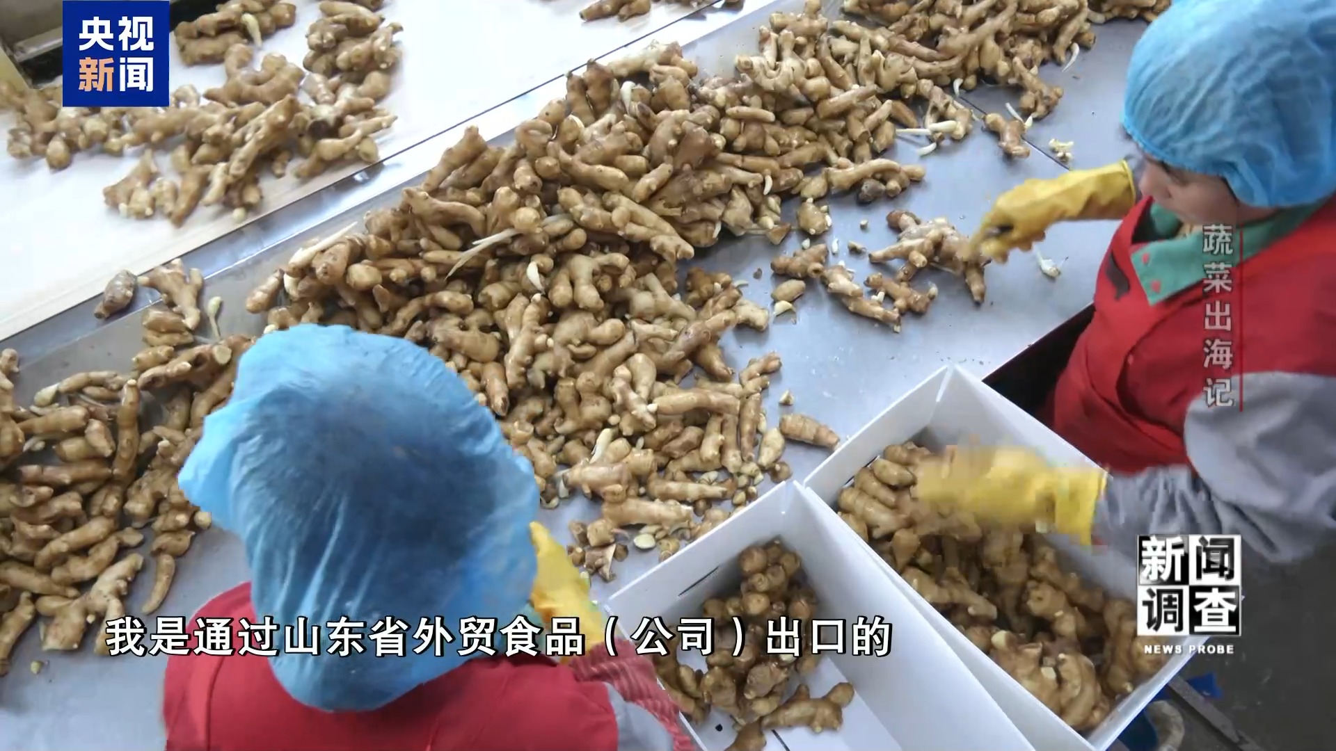 新闻调查丨从追标准到定标准 “中国蔬菜出口第一县”做对了什么? 新闻调查丨从追标准到定标准 “中国蔬菜出口第一县”做对了什么?