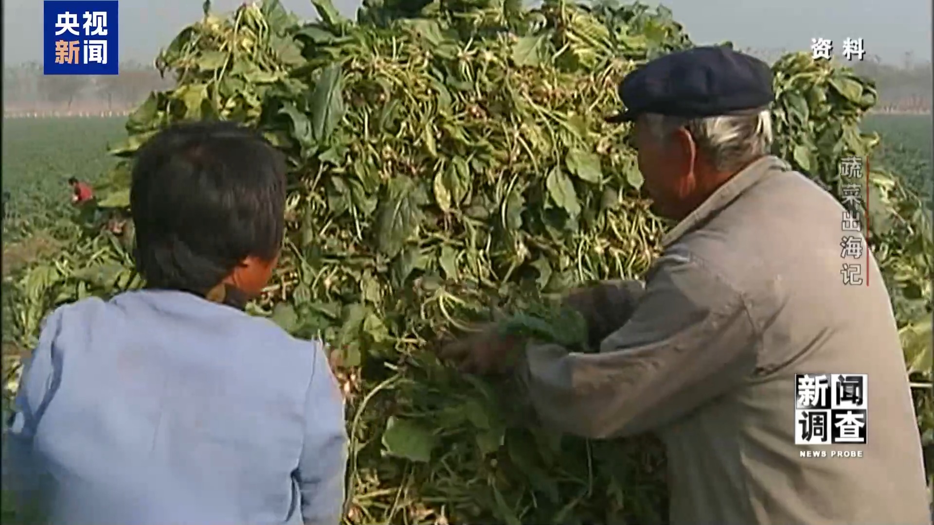 新闻调查丨从追标准到定标准 “中国蔬菜出口第一县”做对了什么? 新闻调查丨从追标准到定标准 “中国蔬菜出口第一县”做对了什么?