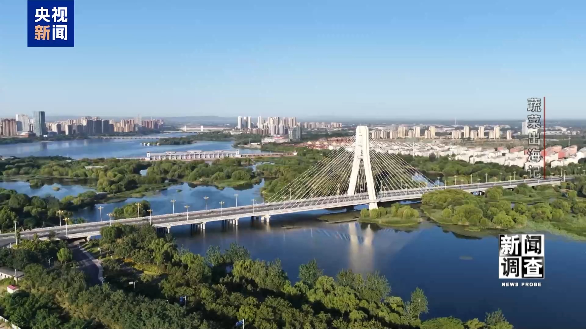 新闻调查丨从追标准到定标准 “中国蔬菜出口第一县”做对了什么? 新闻调查丨从追标准到定标准 “中国蔬菜出口第一县”做对了什么?