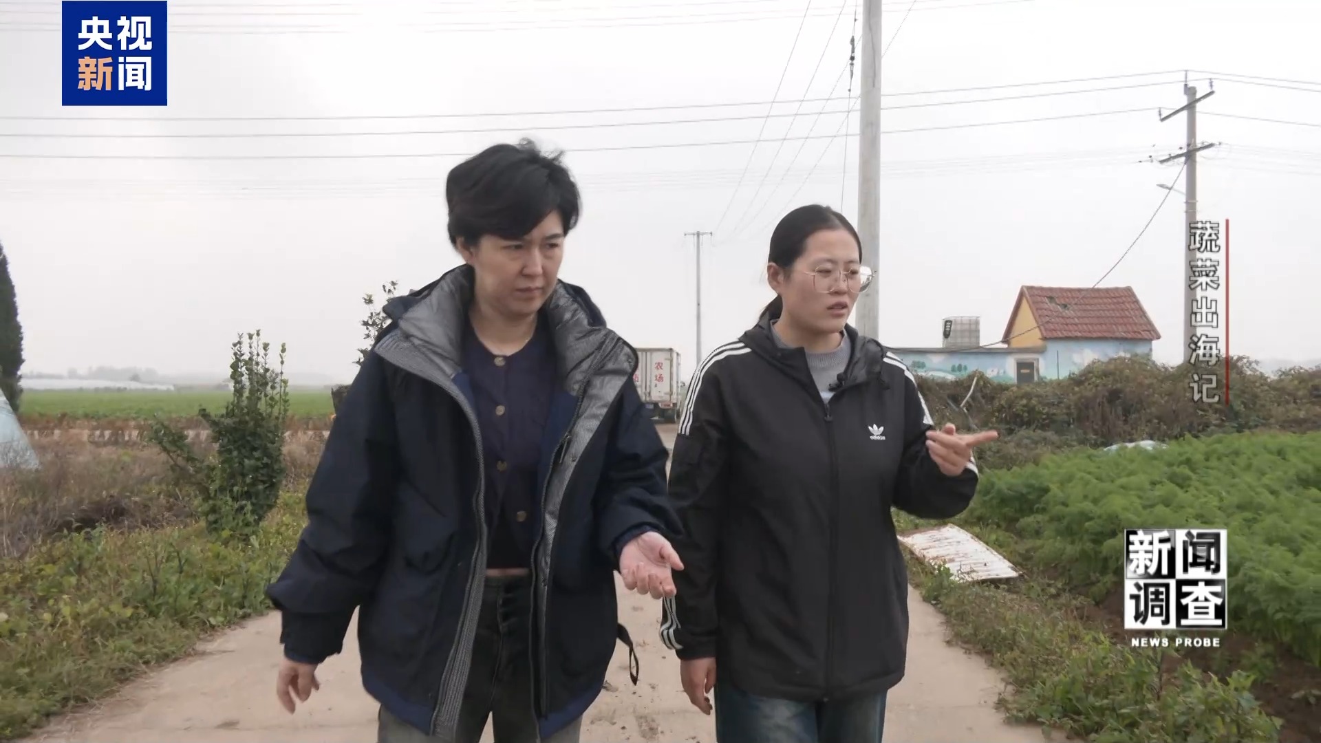 新闻调查丨从追标准到定标准 “中国蔬菜出口第一县”做对了什么? 新闻调查丨从追标准到定标准 “中国蔬菜出口第一县”做对了什么?