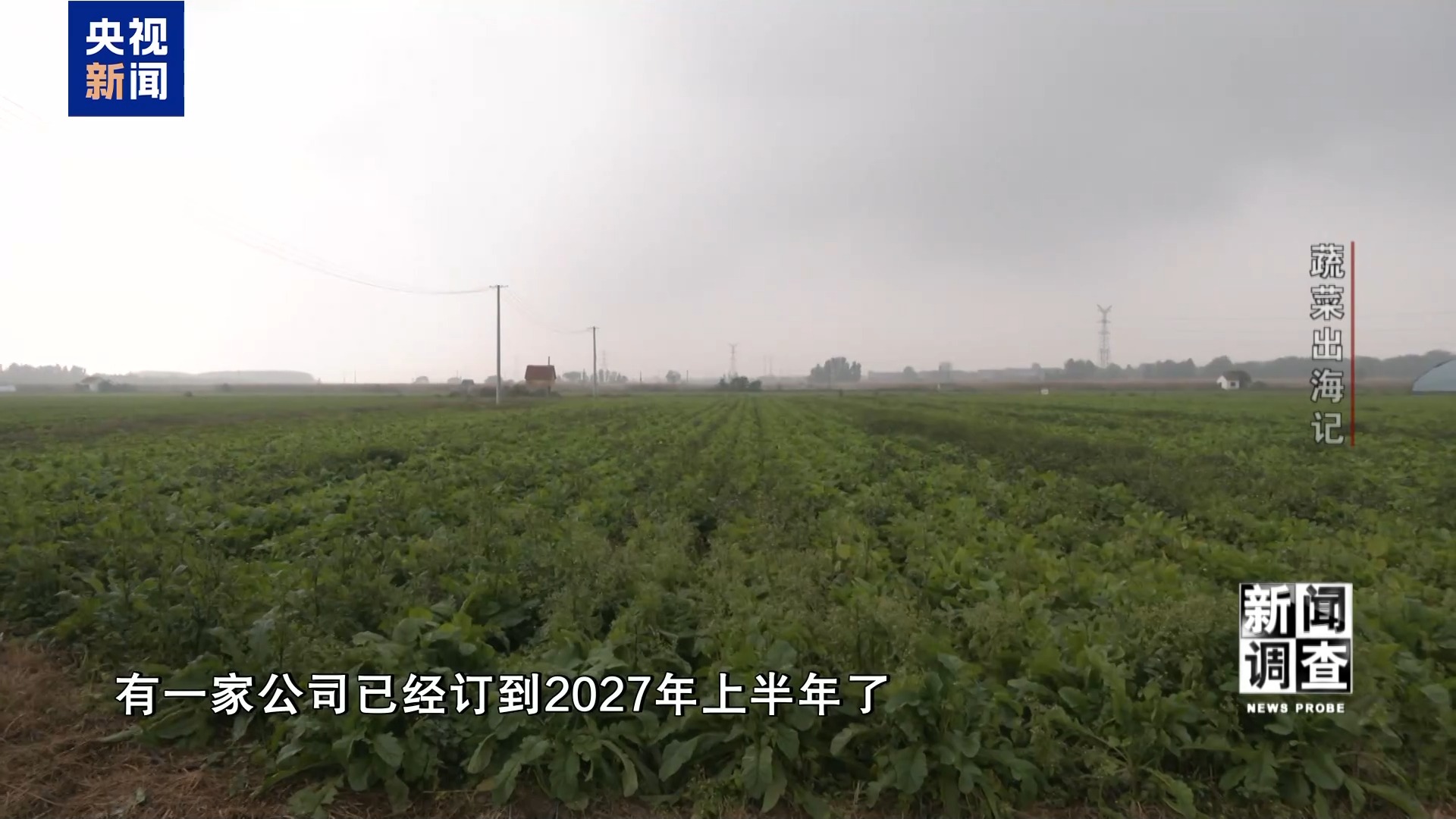 新闻调查丨从追标准到定标准 “中国蔬菜出口第一县”做对了什么? 新闻调查丨从追标准到定标准 “中国蔬菜出口第一县”做对了什么?