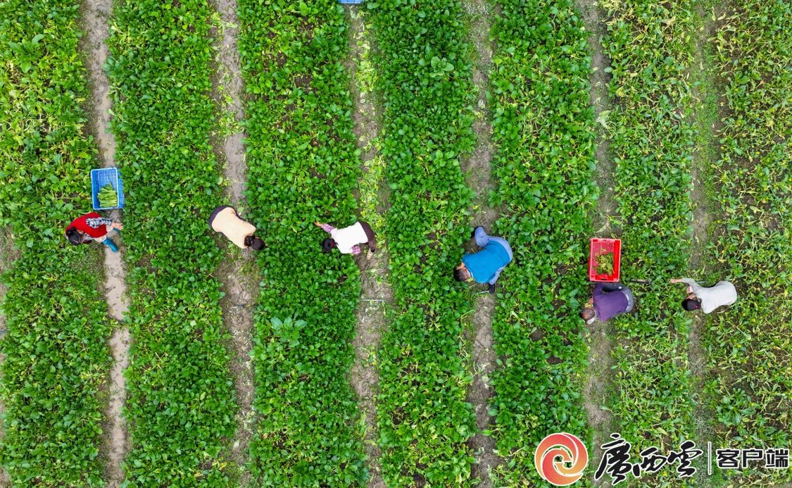 二十四节气·寻味广西丨大雪