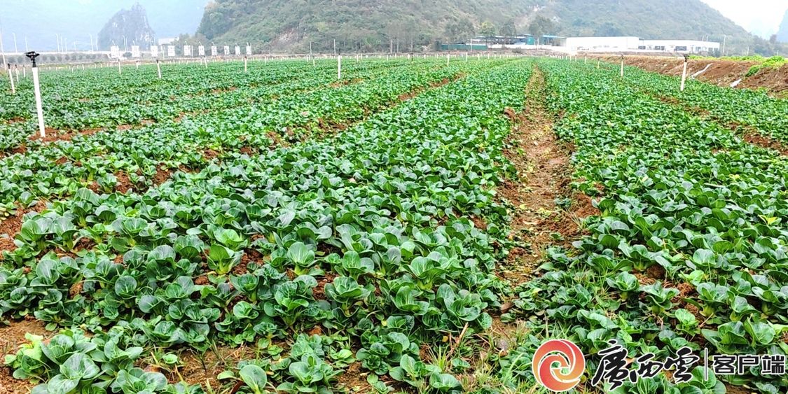 二十四节气·寻味广西丨大雪