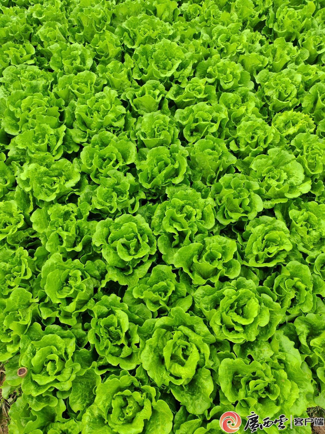 二十四节气·寻味广西丨大雪