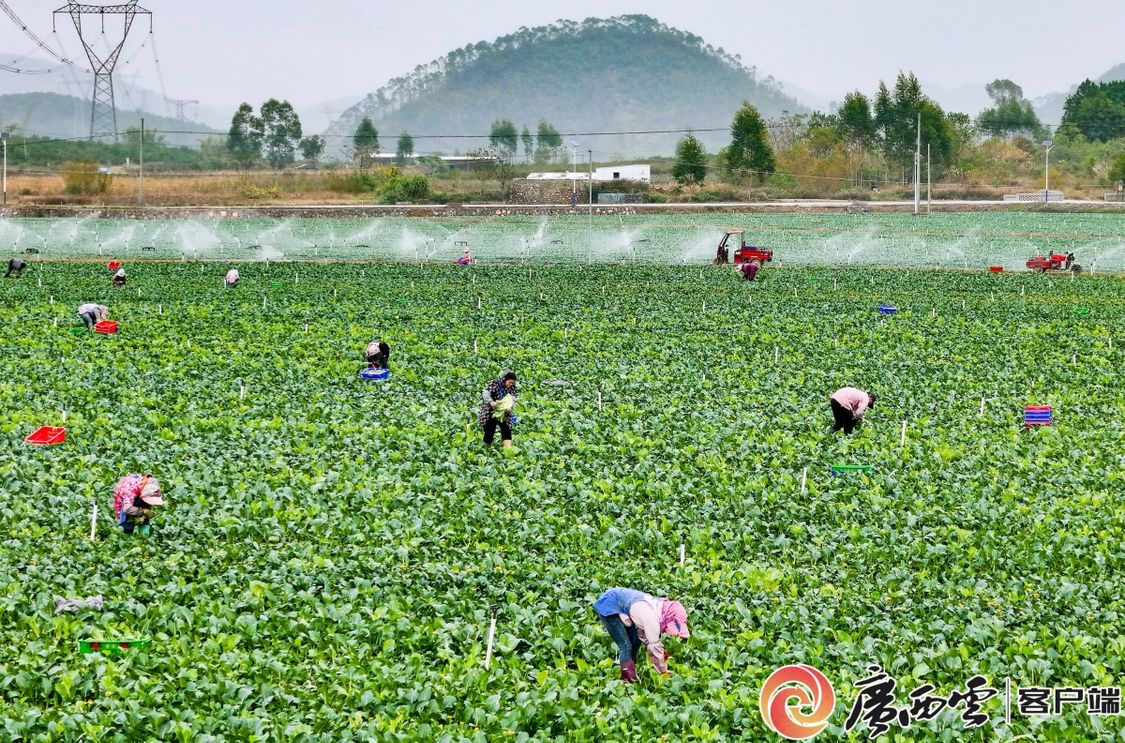 二十四节气·寻味广西丨大雪