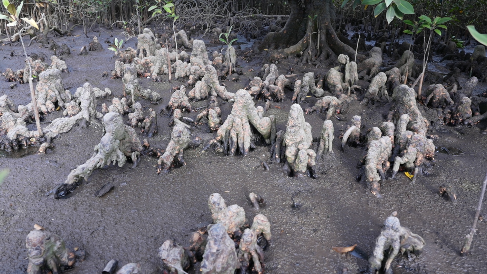 行进的海岸线|国家级美丽海湾优秀案例 15载“海底造林”让三亚海棠焕新