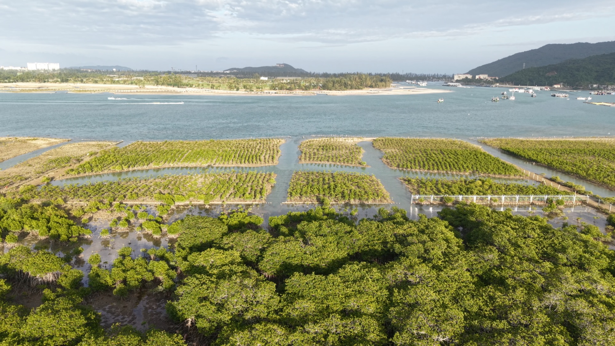 行进的海岸线|国家级美丽海湾优秀案例 15载“海底造林”让三亚海棠焕新