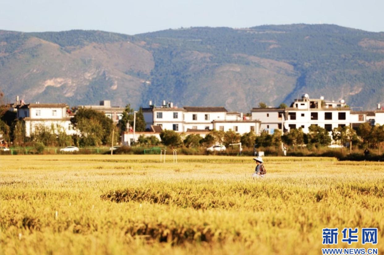 城乡双向奔赴 民生扎根结果丨大象评论