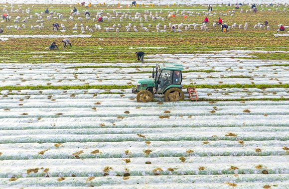 冬日田野的别样“丰”景
