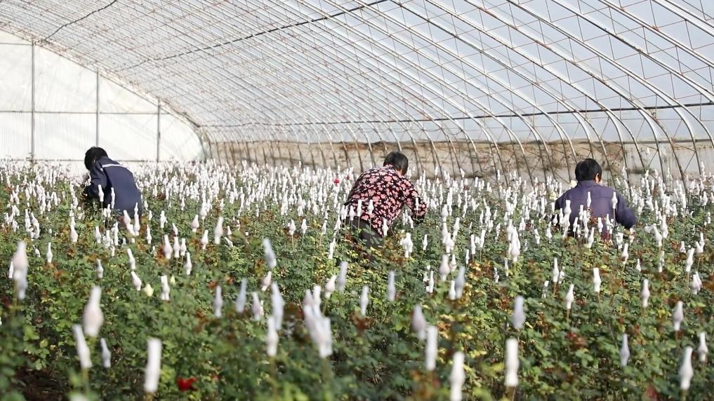 特色产业激活乡村振兴动能