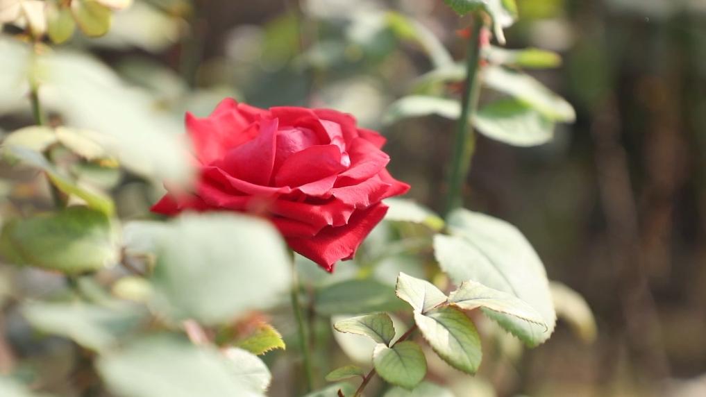 特色产业激活乡村振兴动能