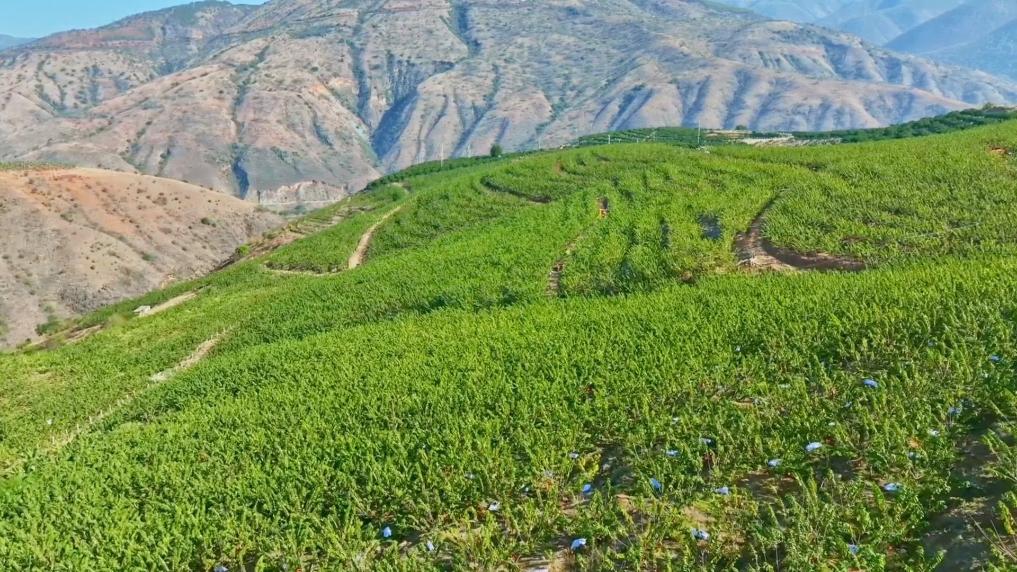 特色产业激活乡村振兴动能