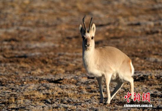 “爱心萌物”藏原羚藏北高原路边漫步