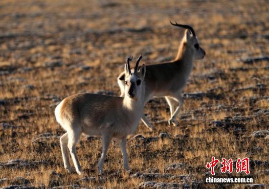 “爱心萌物”藏原羚藏北高原路边漫步