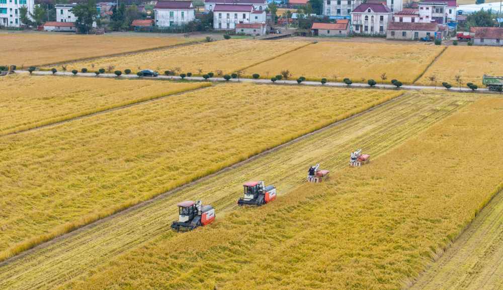 年终话“三农”|农田提质效 沃野焕新机——2025年高标准农田建设一线观察