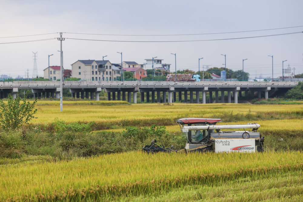 14297.5亿斤！沃野良田筑牢“丰收密码”
