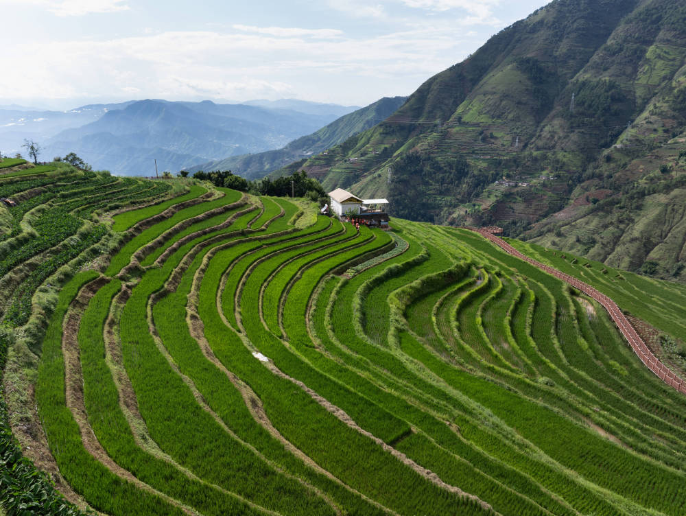 14297.5亿斤！沃野良田筑牢“丰收密码”
