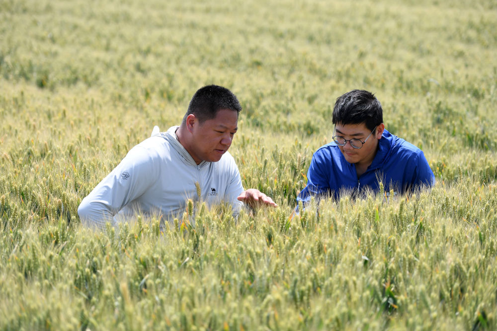 14297.5亿斤！沃野良田筑牢“丰收密码”