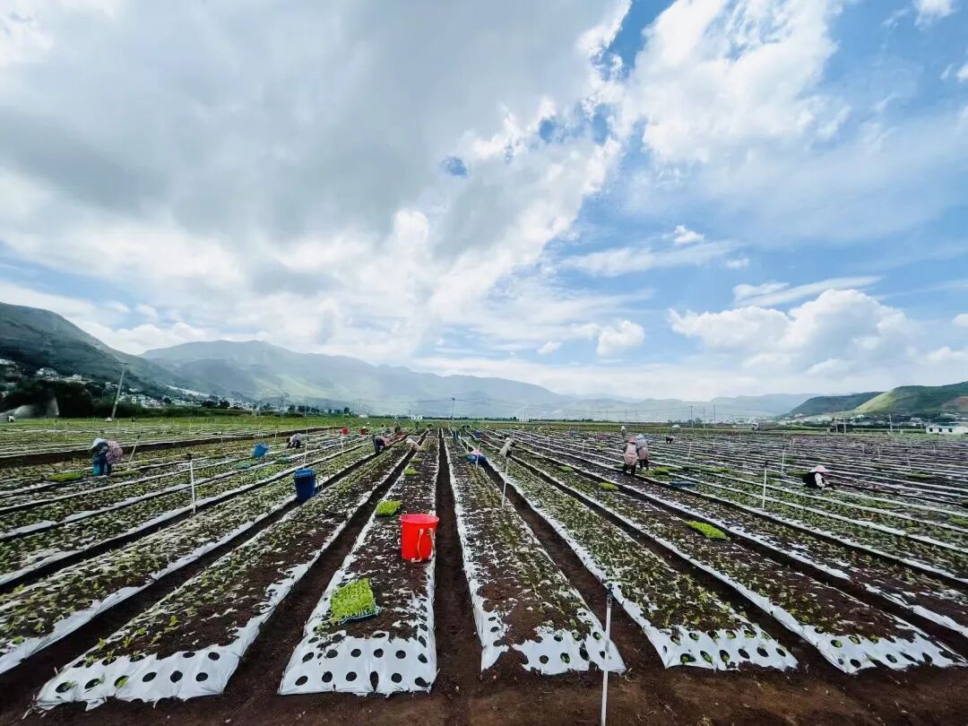 脱贫村的这五年 | 从“苏醒动身”到“蓄能启程”——白雾起跑向振兴