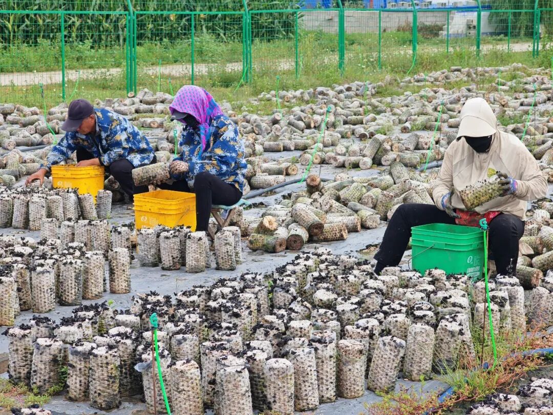 脱贫村的这五年 | 从“回村‘救场’”到“‘三联’共创”——五家子兴起在兴安岭 脱贫村的这五年 | 从“回村‘救场’”到“‘三联’共创”——五家子兴起在兴安岭