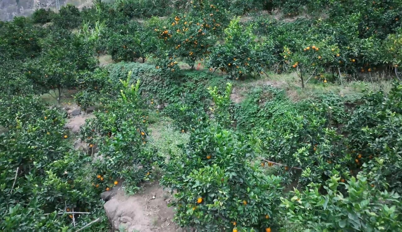 脱贫村的这五年 | 从峭壁钢梯到幸福通途——悬崖绽放索玛花