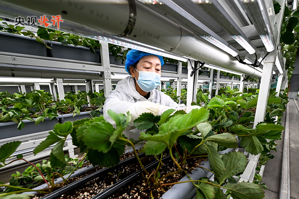 【央视快评】锚定农业农村现代化 扎实推进乡村全面振兴 推动城乡融合发展