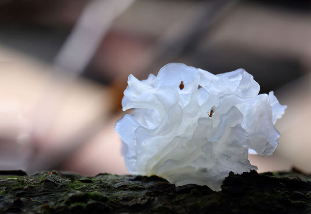 中国经济样本观察·“镇”了不起｜你餐桌上的银耳，近六成产自这个小镇