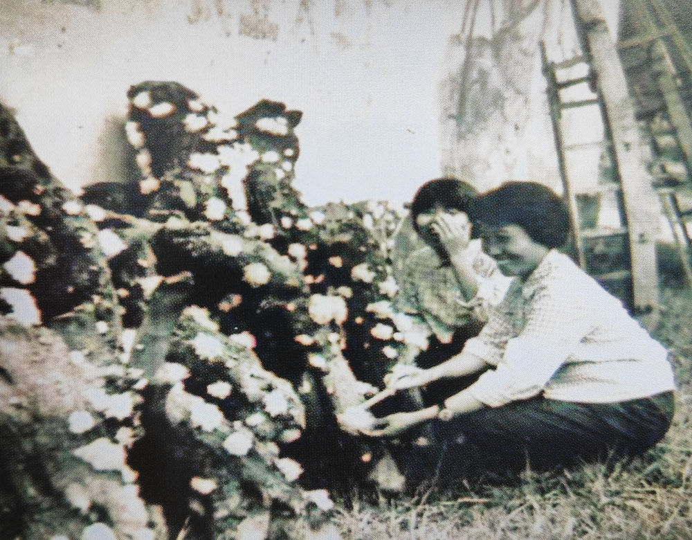 中国经济样本观察·“镇”了不起｜你餐桌上的银耳，近六成产自这个小镇