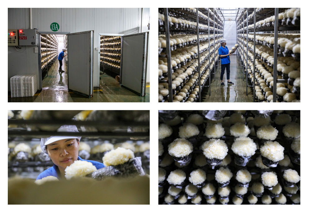 中国经济样本观察·“镇”了不起｜你餐桌上的银耳，近六成产自这个小镇