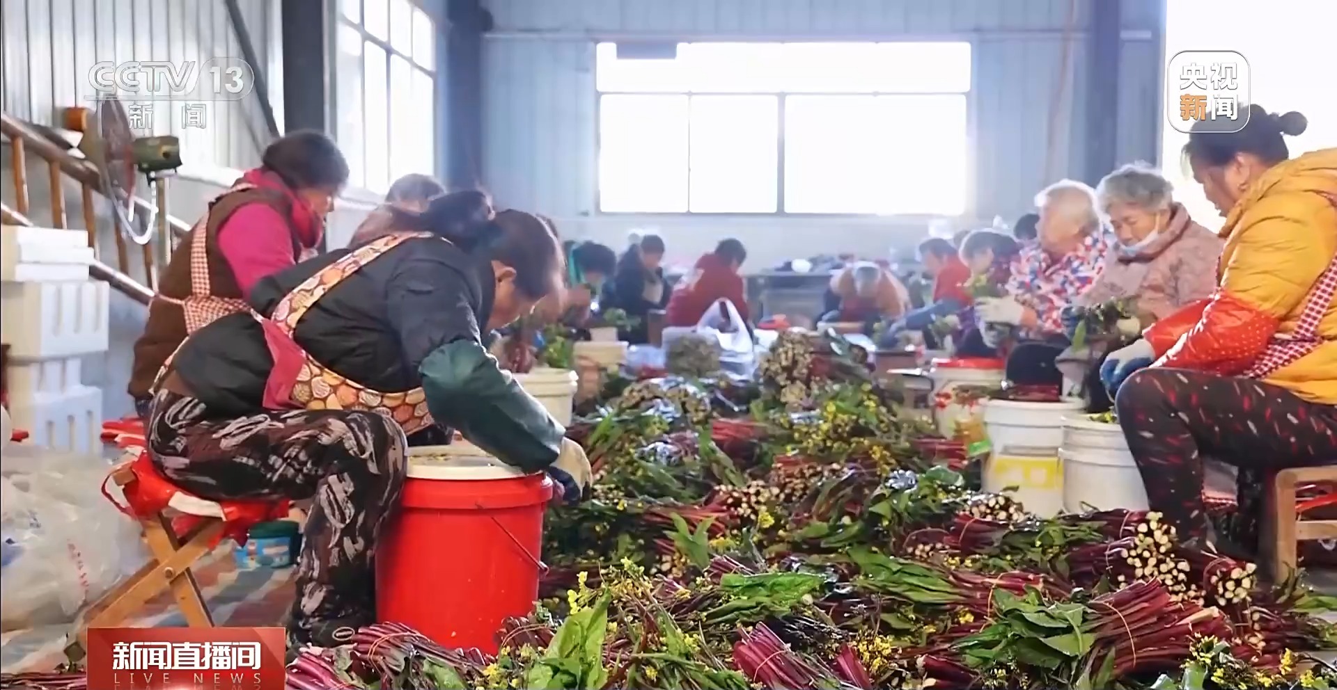 元旦佳节“鲜”味浓!新奇蔬果、头茬早茶、活蹦海鲜都来了