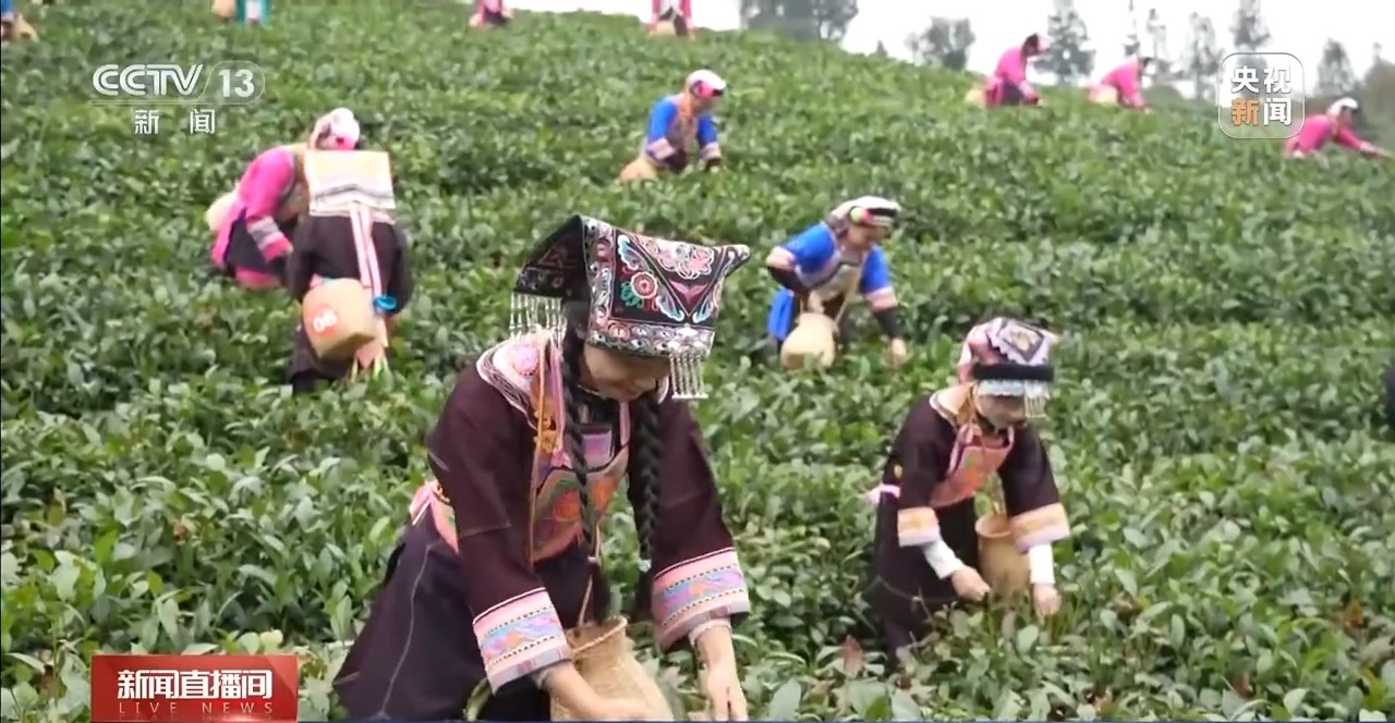 元旦佳节“鲜”味浓!新奇蔬果、头茬早茶、活蹦海鲜都来了