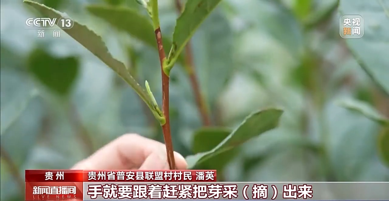 元旦佳节“鲜”味浓!新奇蔬果、头茬早茶、活蹦海鲜都来了