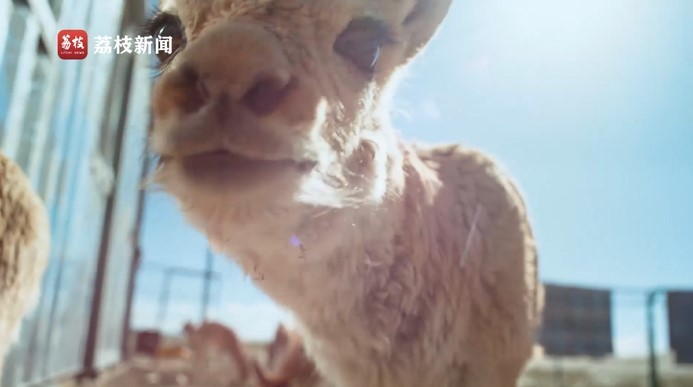 滚滚长江·上篇:缘起世界屋脊 绵延万里的生命律动和自然之美