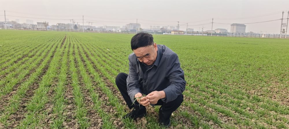 习近平总书记关切事·嘱托|沃野兴农人的丰收密码 习近平总书记关切事·嘱托|沃野兴农人的丰收密码