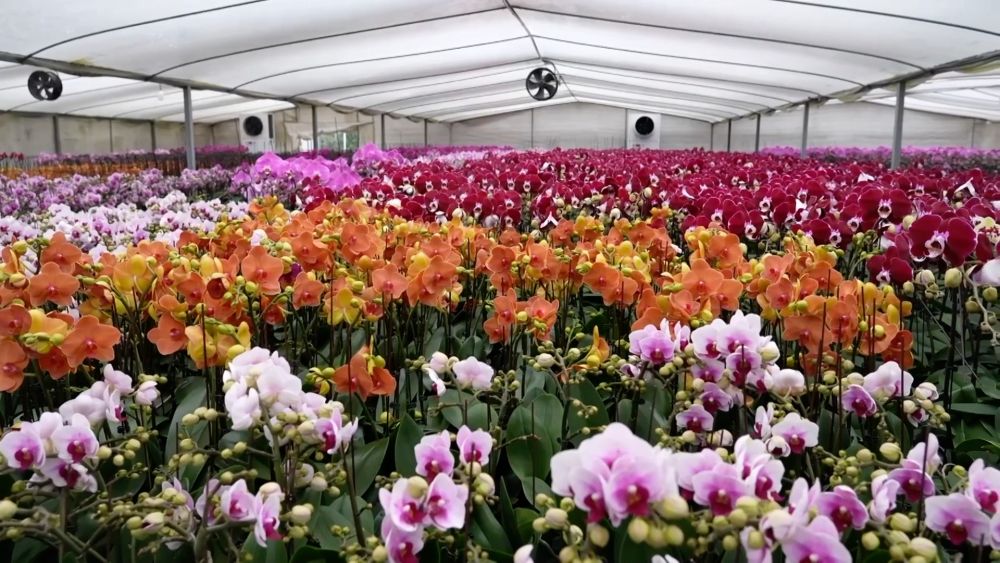 新华视点｜各地以高质量发展实践开启新局