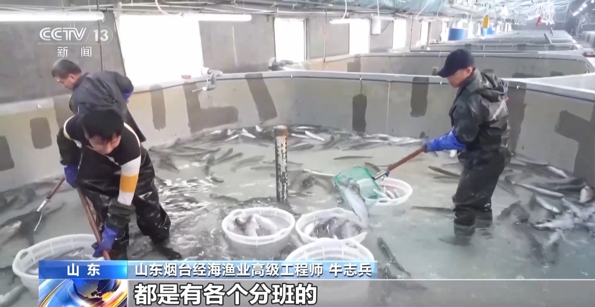 “十五五”开好局 起好步丨上百万尾鱼苗跨越山海 “蓝色粮仓”加速丰盈