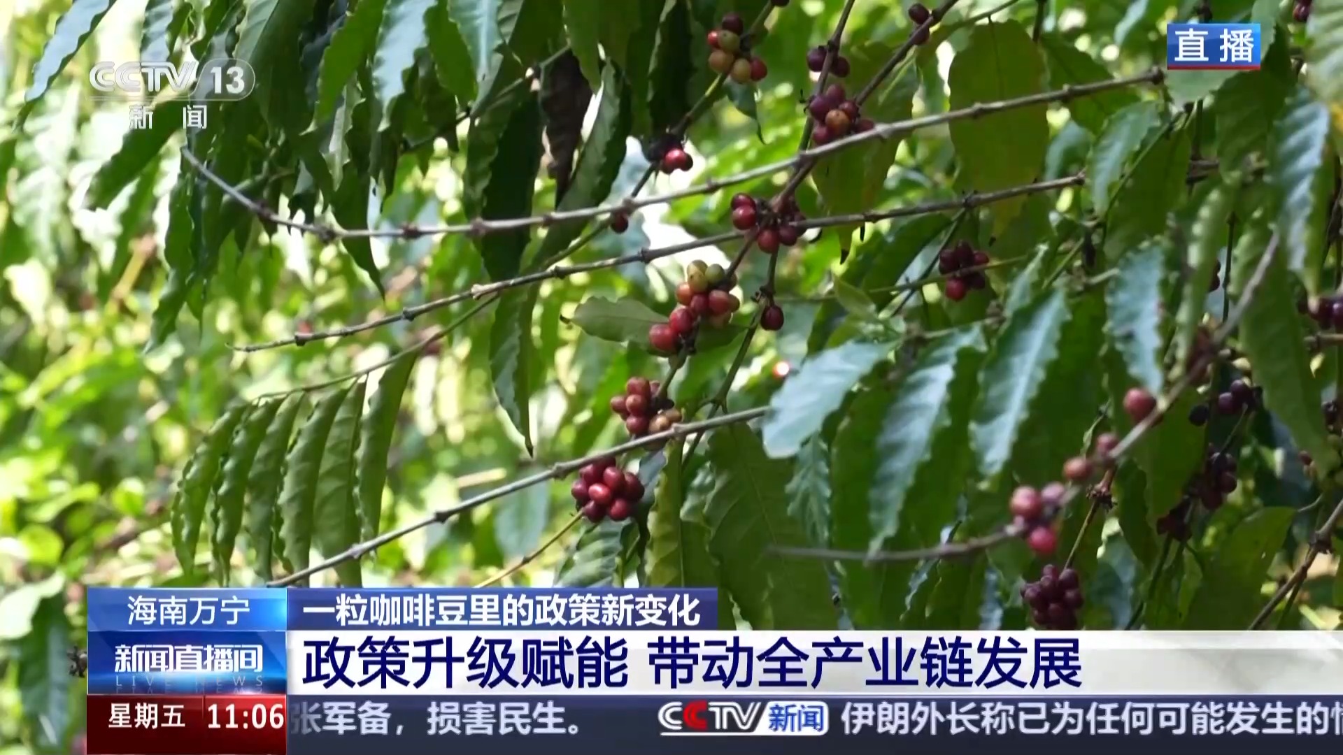 “十五五”开好局 起好步丨“咖啡+”文化体验地 从一粒咖啡豆看政策新变化