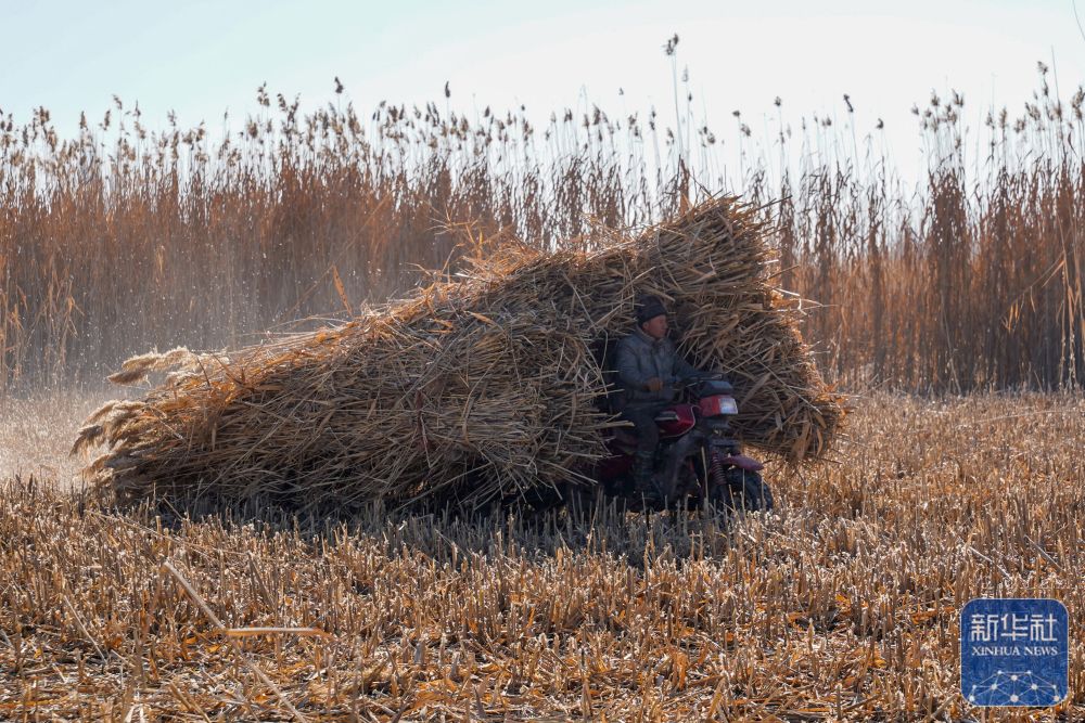 寒冬时节塔克拉玛干治沙正酣