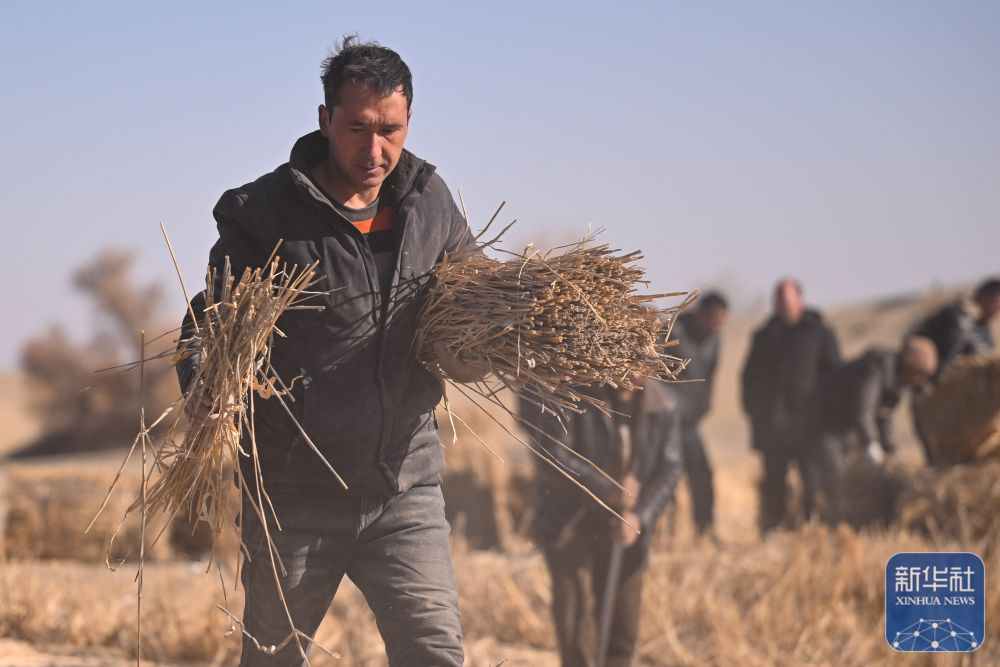 寒冬时节塔克拉玛干治沙正酣
