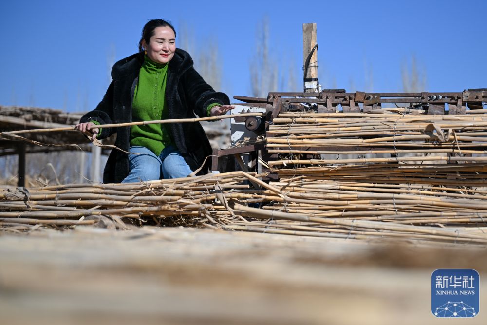 寒冬时节塔克拉玛干治沙正酣