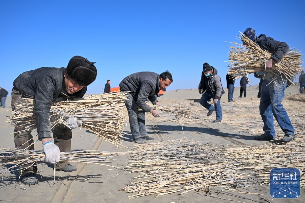寒冬时节塔克拉玛干治沙正酣