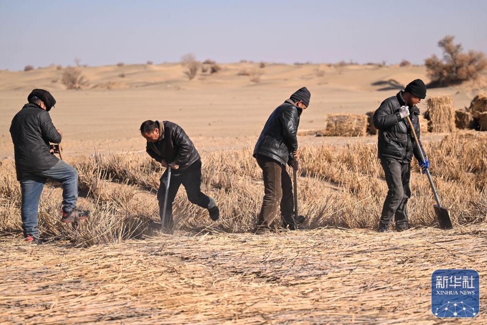 寒冬时节塔克拉玛干治沙正酣