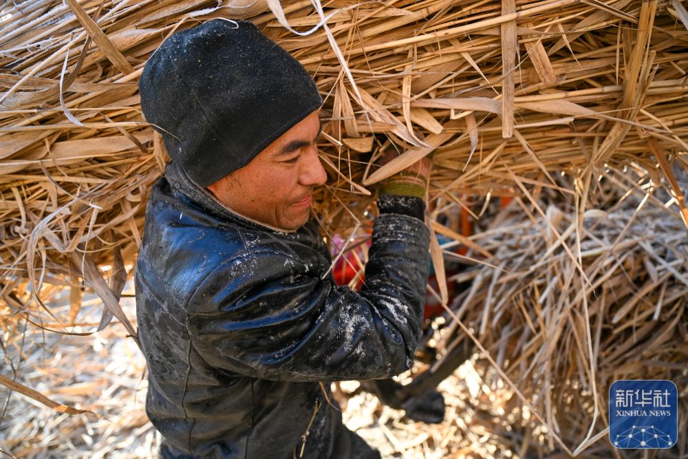 寒冬时节塔克拉玛干治沙正酣