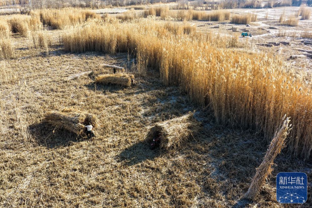 寒冬时节塔克拉玛干治沙正酣