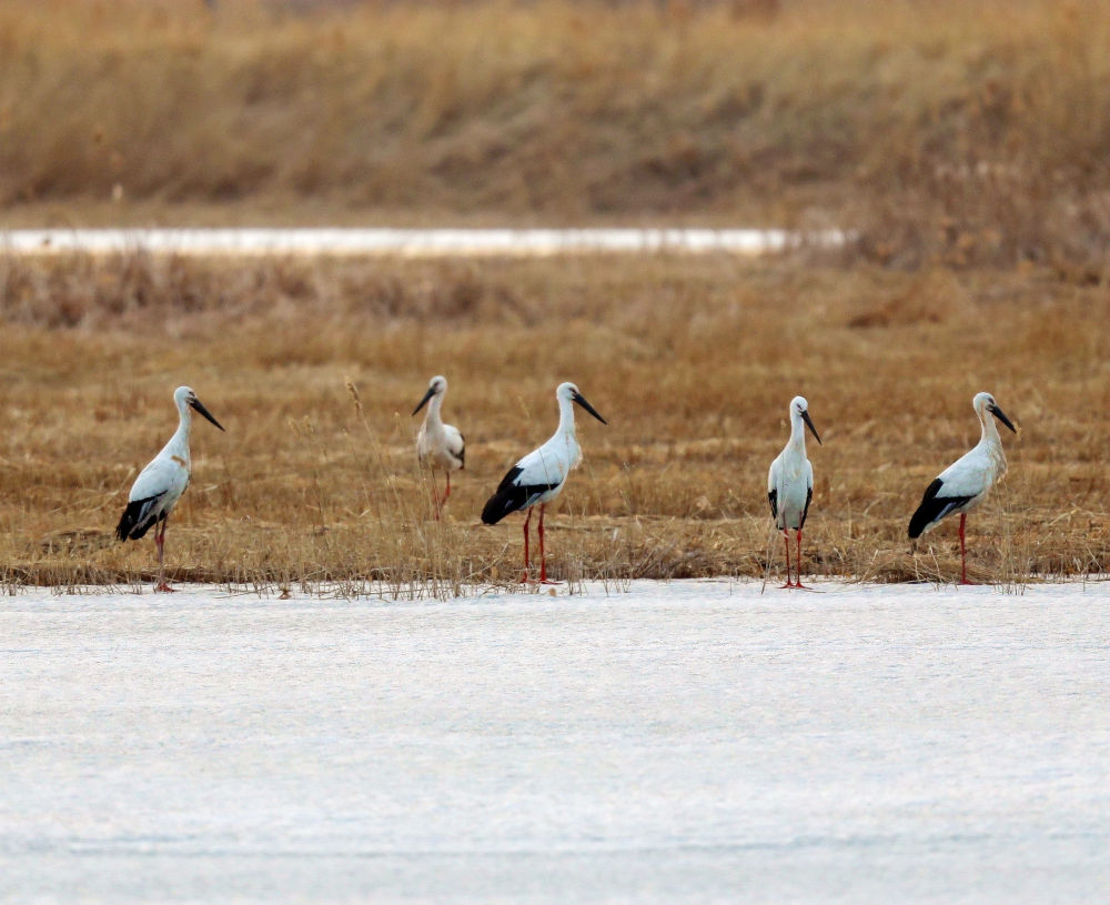镜观·回响｜生态美，旅游兴——查干湖的绿色交响