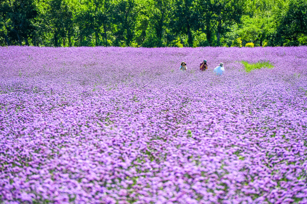 镜观·回响｜生态美，旅游兴——查干湖的绿色交响