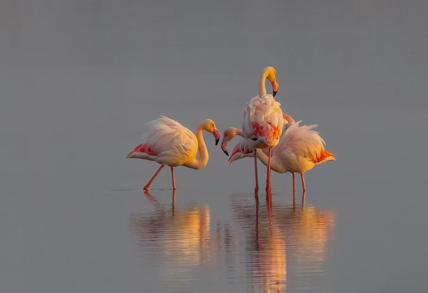 新春走基层｜盐湖岸畔 “鸟导”老徐的守候