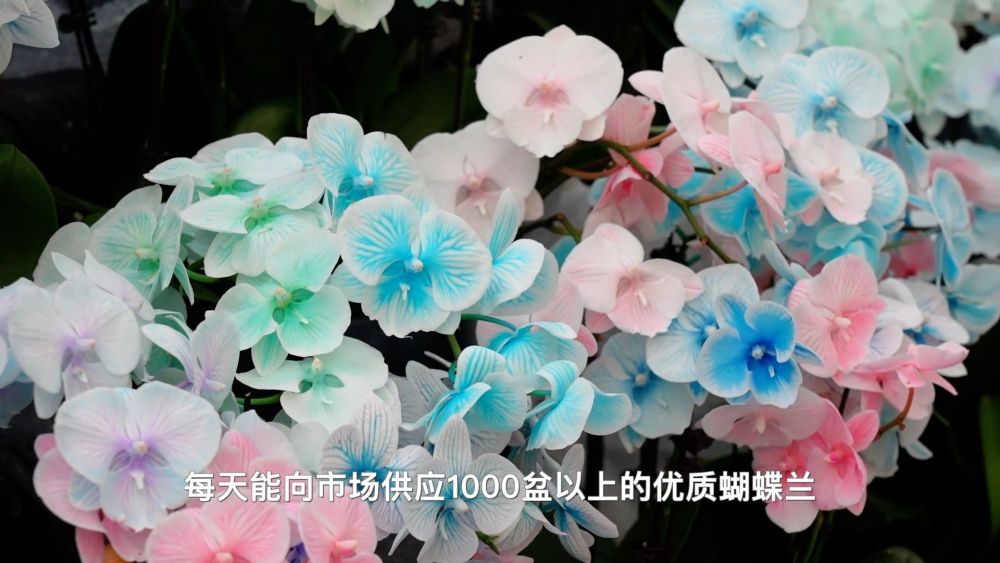 新华视点｜四海同春 年味万千——各地新春图景扫描