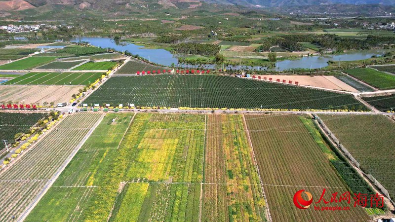 新春走基层|三天VS五小时 博士PK“博士” 海南大学南繁基地。人民网记者 孟凡盛摄