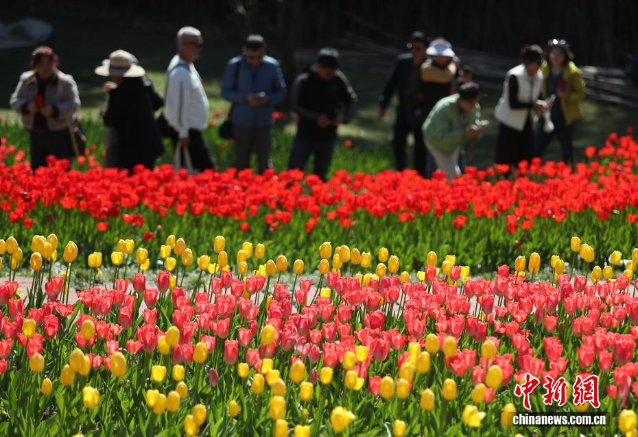 云南永仁方山百花争艳游人如织 云南永仁方山百花争艳游人如织